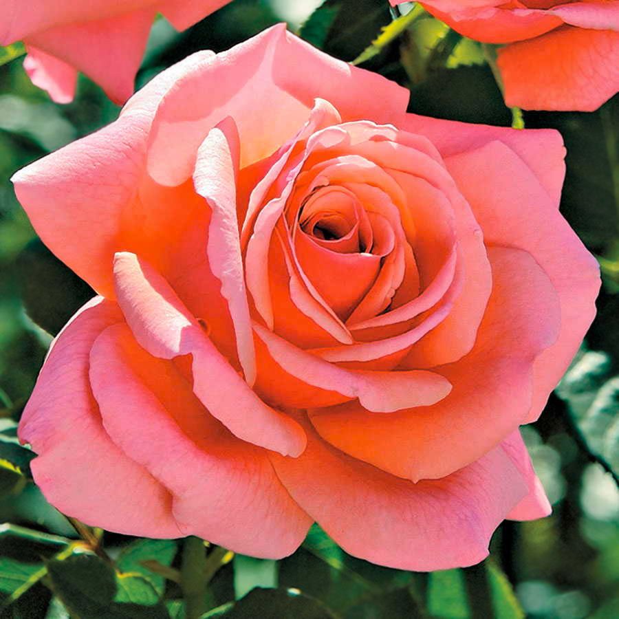 Catalina Grandiflora Rose Image