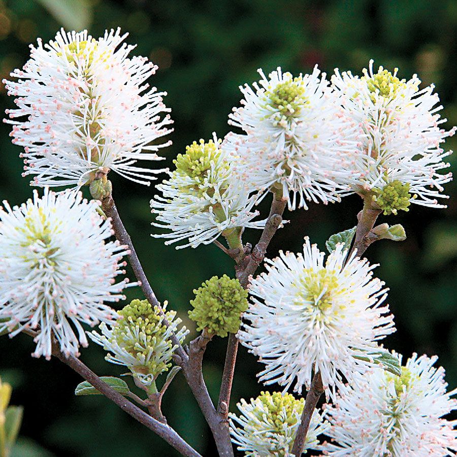 Mount Airy Fothergilla Image