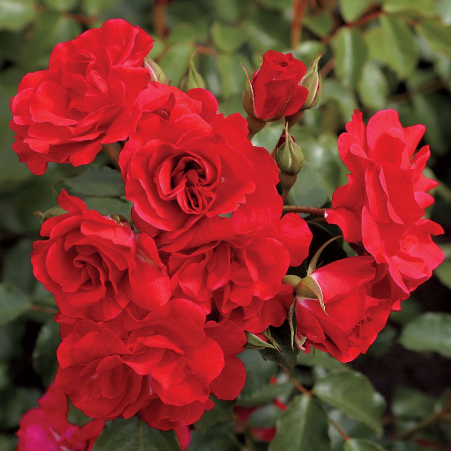 Crush on You Floribunda Rose Image