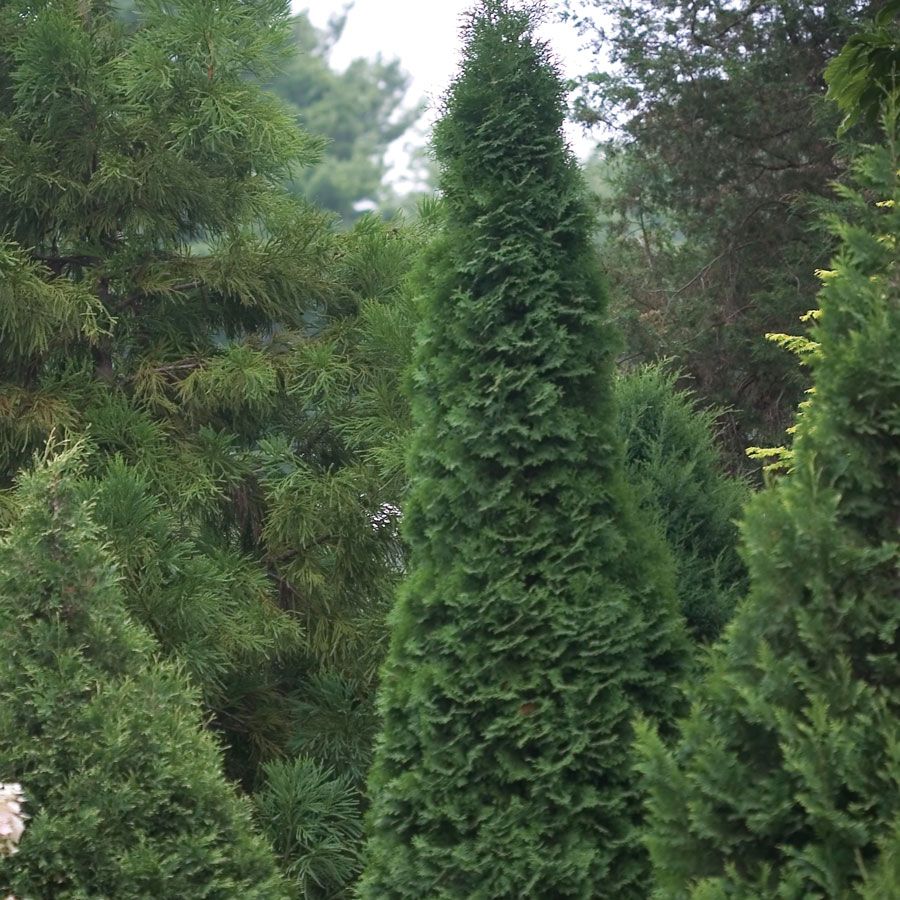 Thuja North Pole&reg; Image