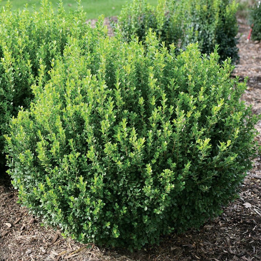 Buxus Sprinter&reg; Boxwood Image