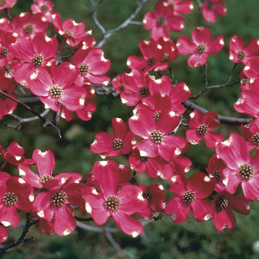 Cherokee Brave&trade; Dogwood Image