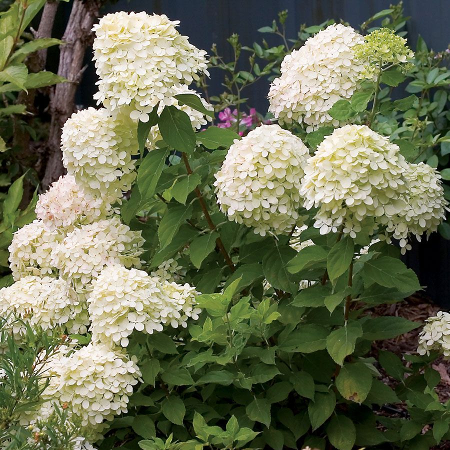 Hydrangea Little Lime&reg; Panicle Hydrangea Image