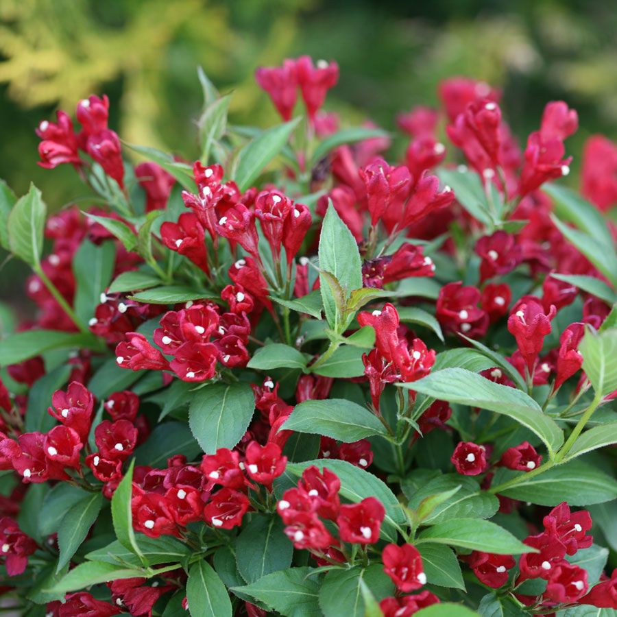 Weigela Sonic Bloom&reg; Red Image