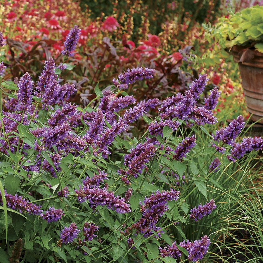 Agastache Blue Boa Hyssop | Jackson & Perkins