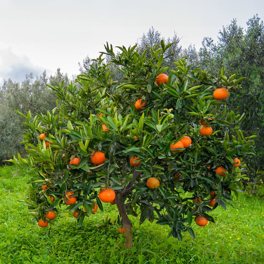 Orange Trees Can Orange Trees Survive The Winter Orange Trees Can Orange Trees Survive The Winter