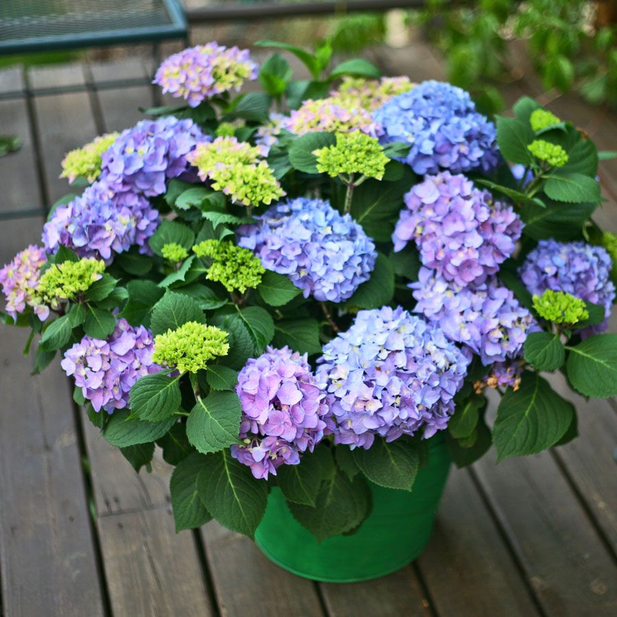 Hydrangea Let's Dance&reg; Rhythmic Blue&reg; Bigleaf Hydrangea Image
