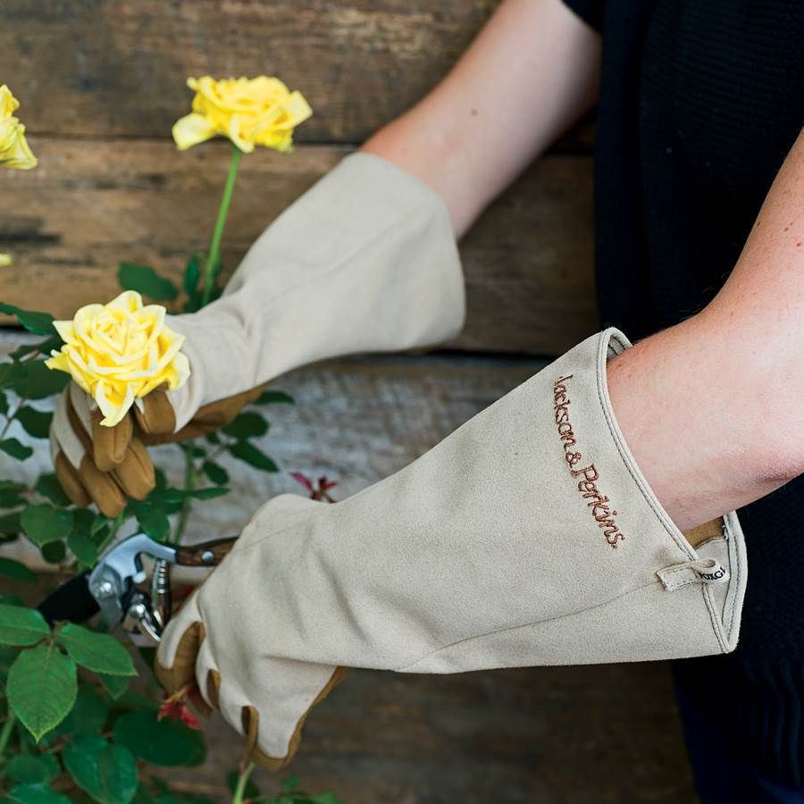 Jackson & Perkins Rose Gloves Image