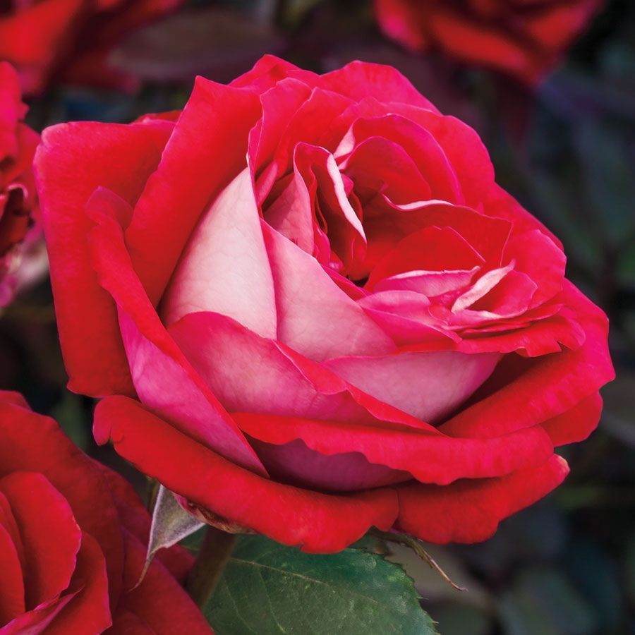 Grateful Heart&reg; Hybrid Tea Rose Image