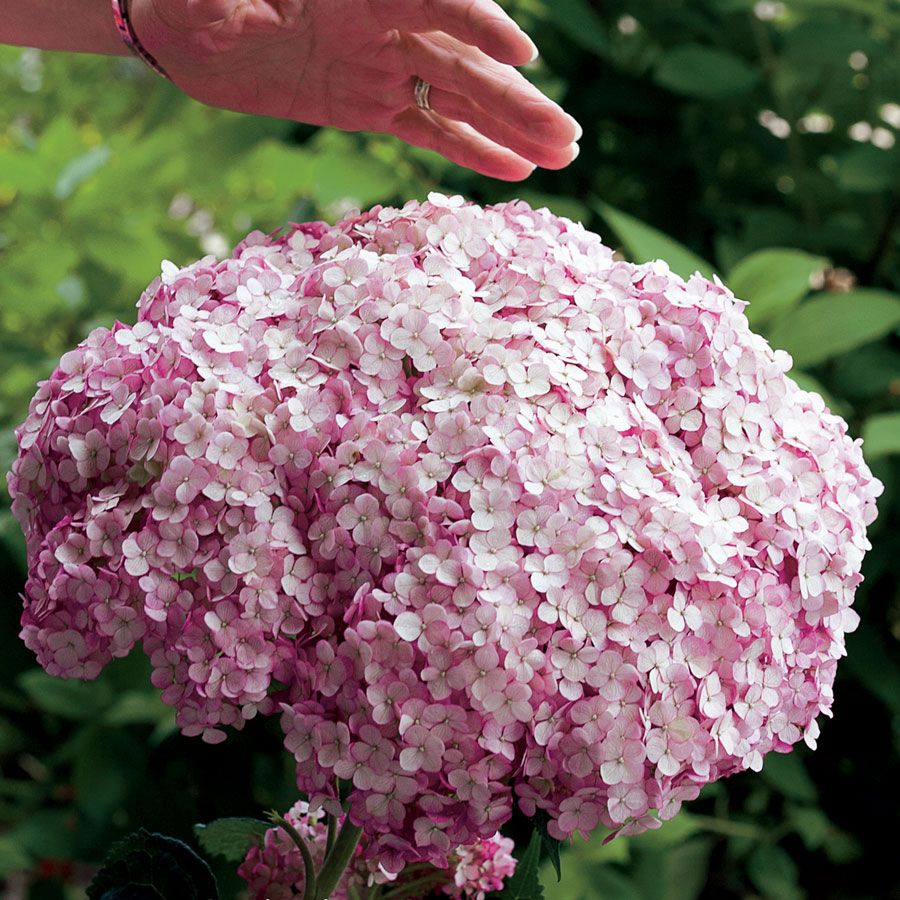 Hydrangea Incrediball&reg; Blush Smooth Hydrangea Image