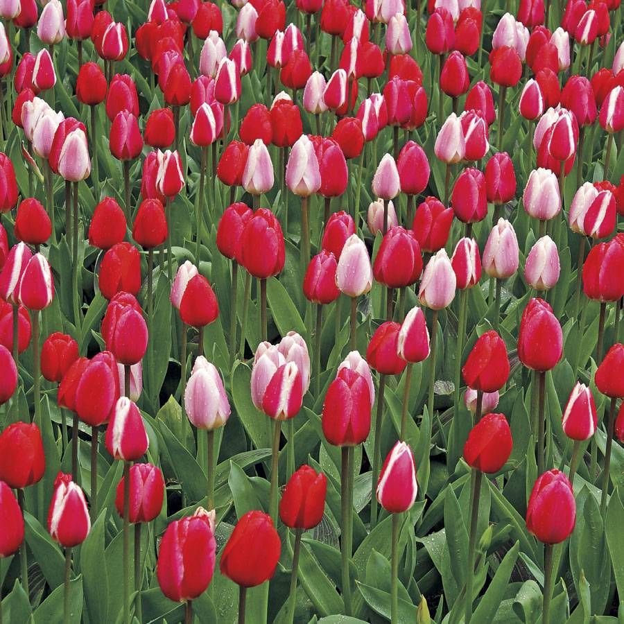 Tulipa Perennial Delight Mix Bulbs Image