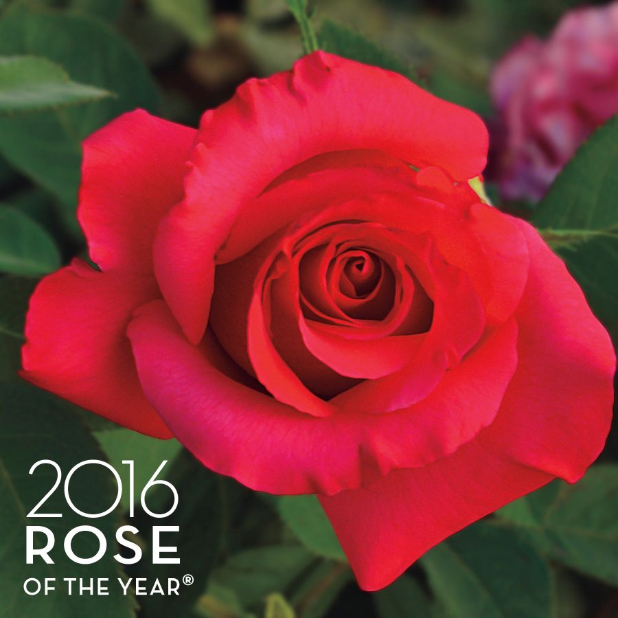 April Moon&reg; Hybrid Tea Rose Image