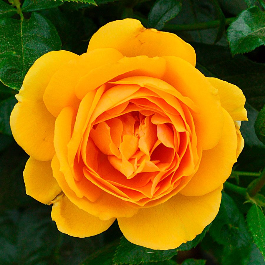 Soaring to Glory Floribunda Rose Image