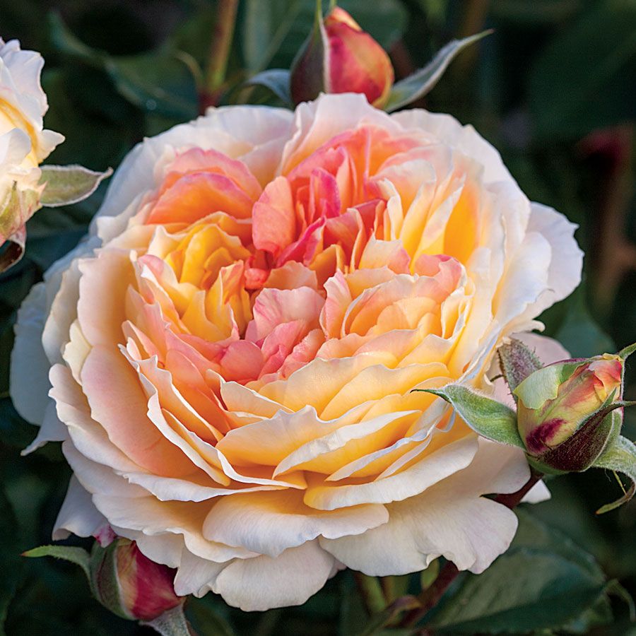 La Park Floribunda Rose Image