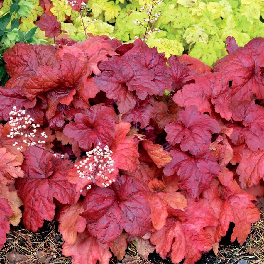 Heuchera 'Fire Chief' Image