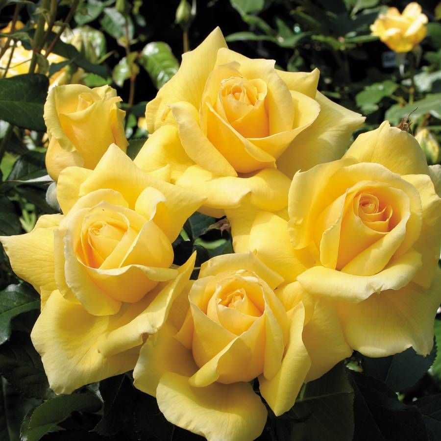 Monkey Business Floribunda Rose Image