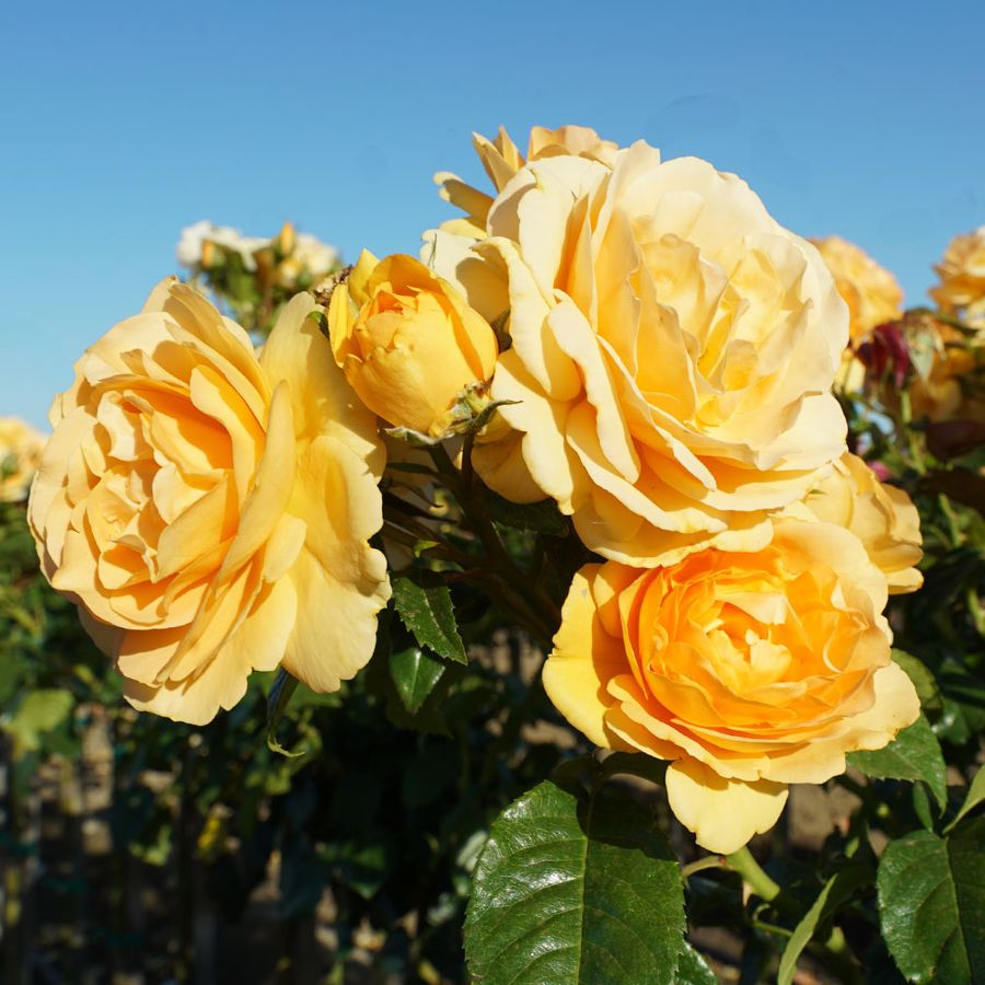 Trees Roses 24 Inch Soaring to Glory 24-Inch Tree Rose