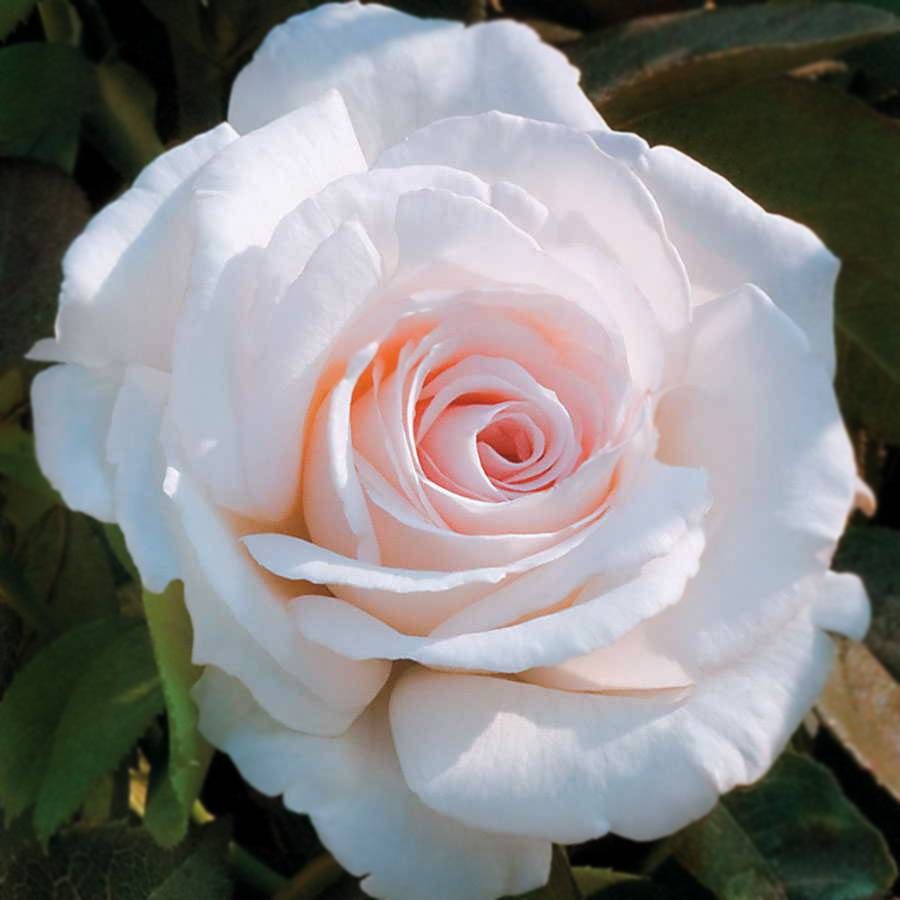 Clouds of Glory Hybrid Tea Rose Image
