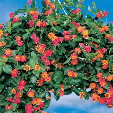 Lantana Summer Popsicle Image
