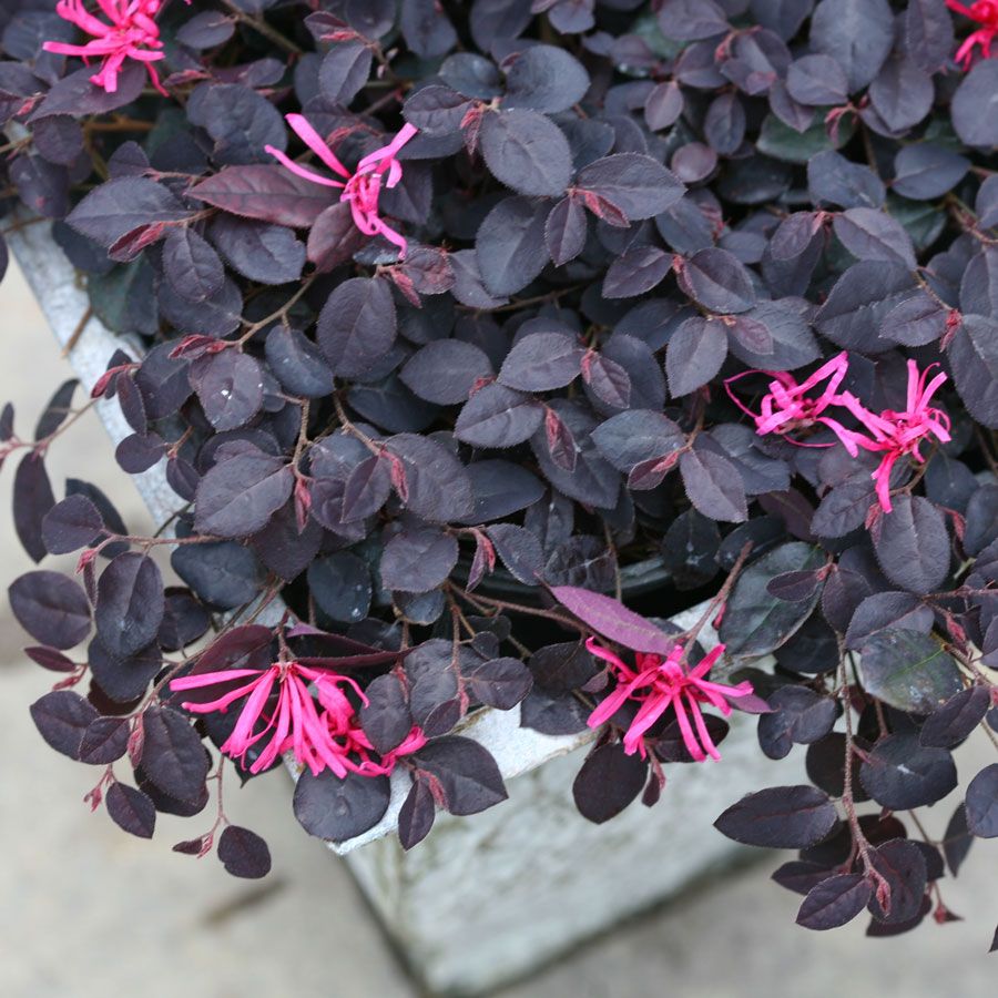 Loropetalum Jazz Hands Mini&reg; Chinese Fringe Flower Image