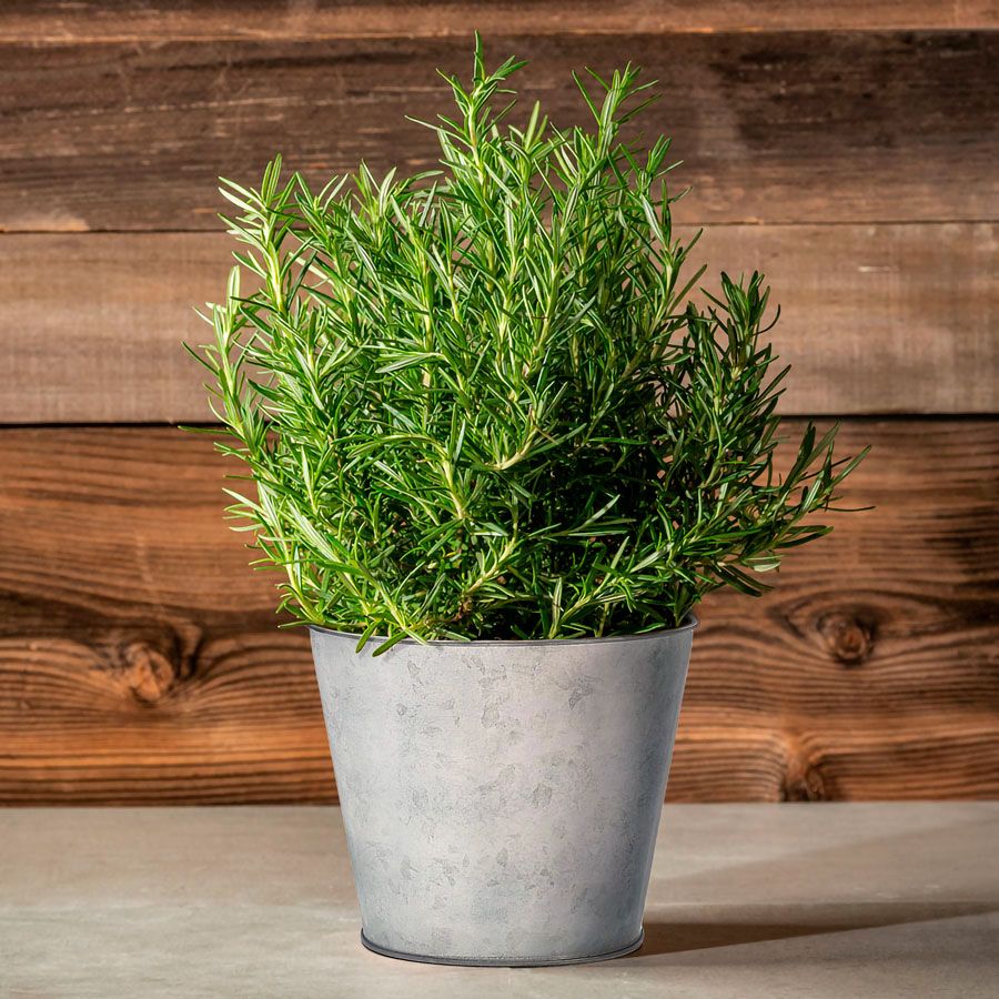 Rosemary Sensation Gift Plant Image