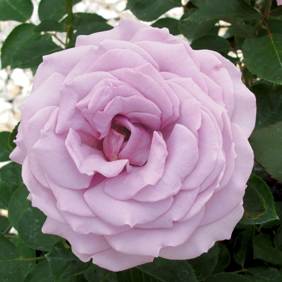 Koko Loko&trade; 24-Inch Patio Tree Rose Image