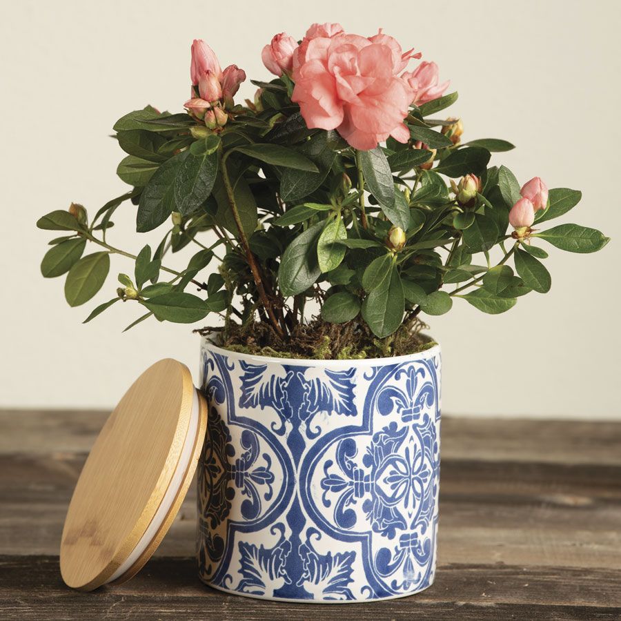 Pretty Pink Azalea Plant Image