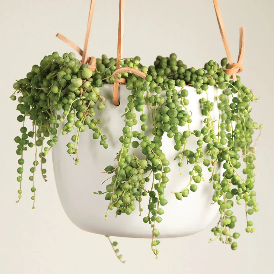 foam flower seeds Foam Flower | White | Plant