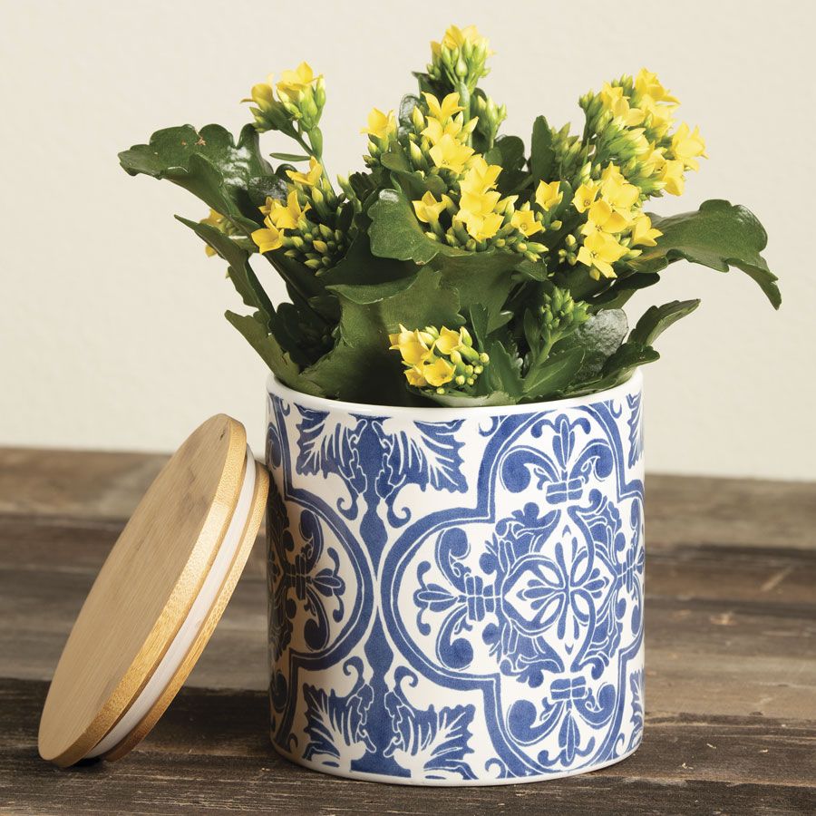 Yellow Kalanchoe Plant Image