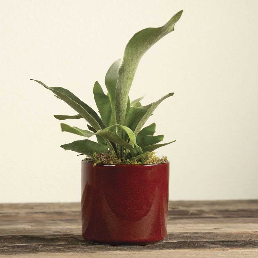 Staghorn Fern Houseplant Image