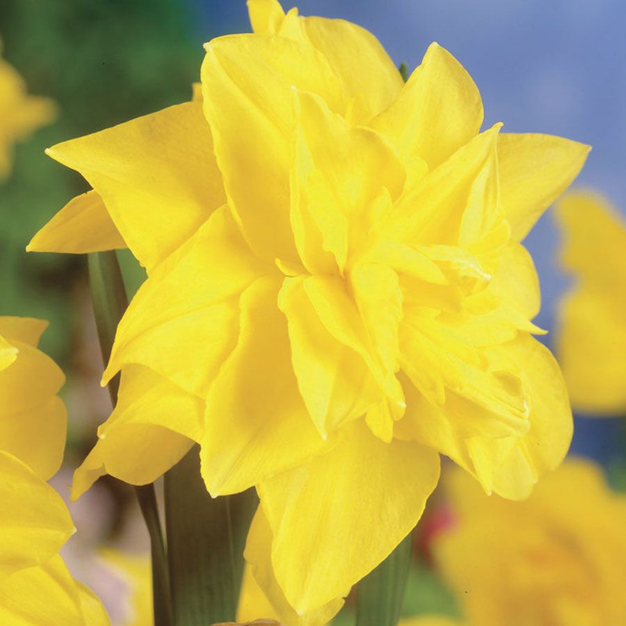 Narcissus Golden Ducat Daffodil Bulbs Image
