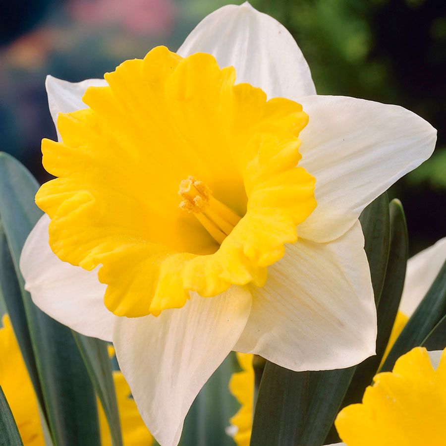Narcissus Goblet Daffodil Bulbs Image