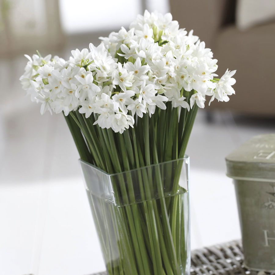 Narcissus Mammoth Paperwhite Bulbs Image
