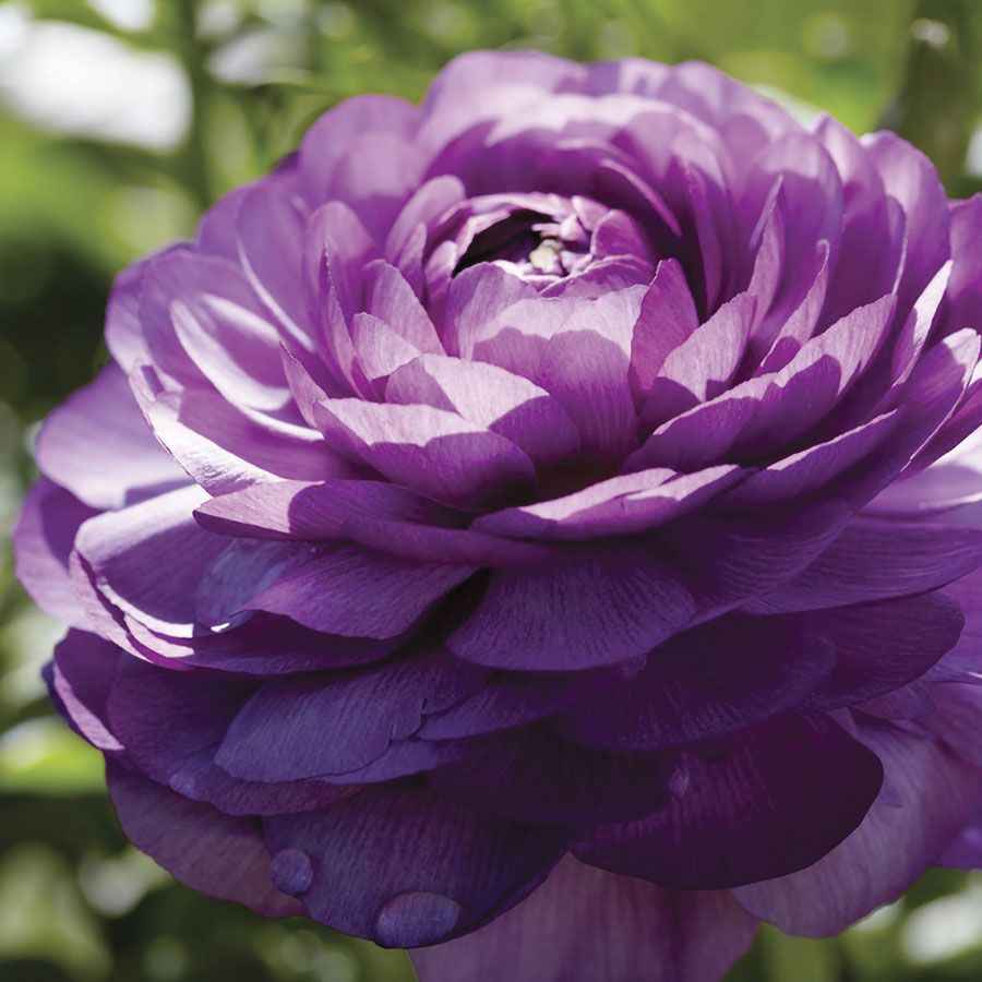 Urple Ranunculus Ranunculus Double Purple Buttercup Bulbs | Jackson & Perkins