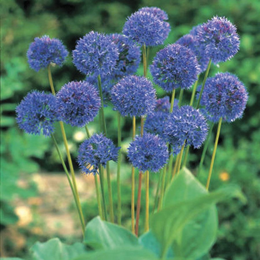 Allium Azureum Blue Globe Ornamental Onion Bulbs Image