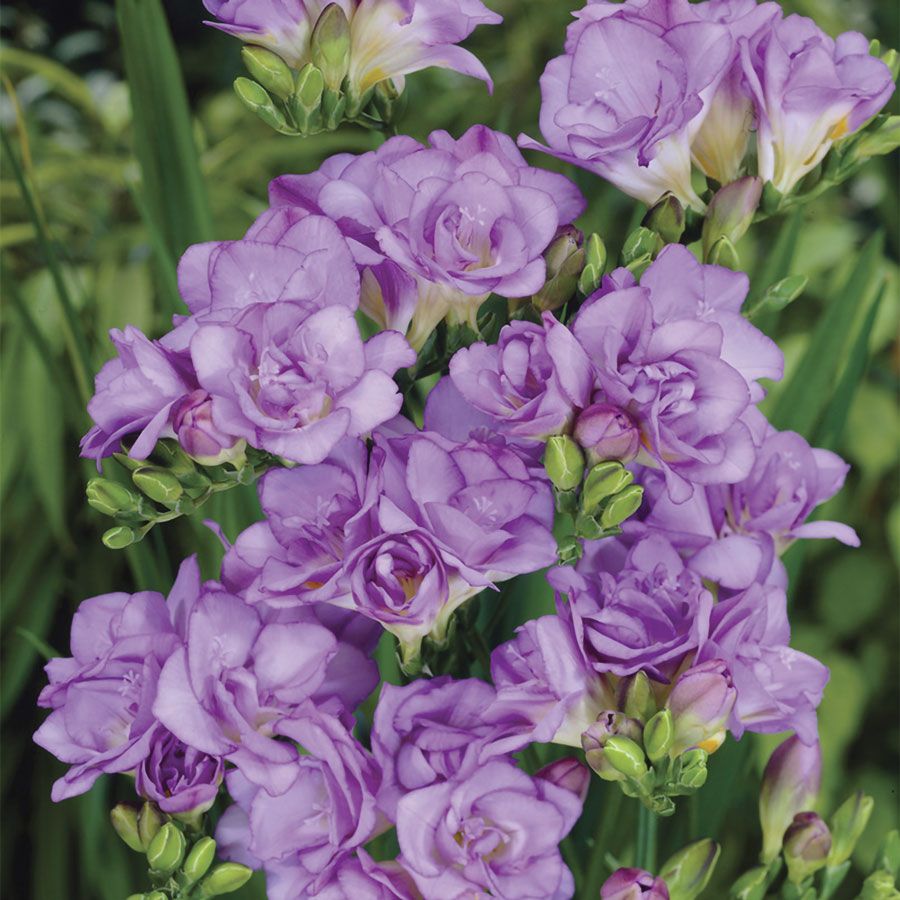 Freesia Double Blooming Lavender Bulbs Image