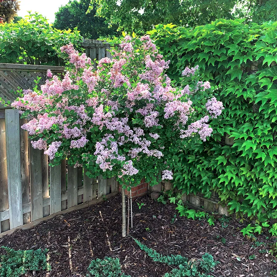 Japanese Dwarf Lilac Tree Syringa Wikipedia
