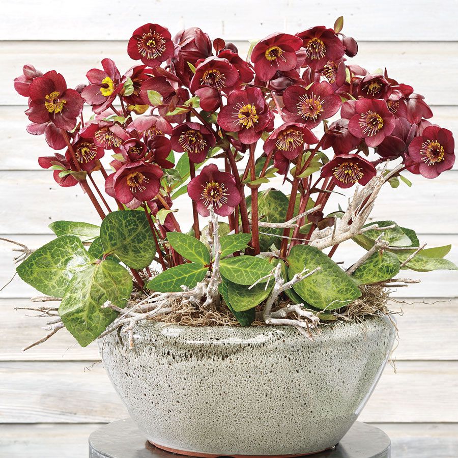 Helleborus Frostkiss&reg; Vibey Velvet&trade; Image