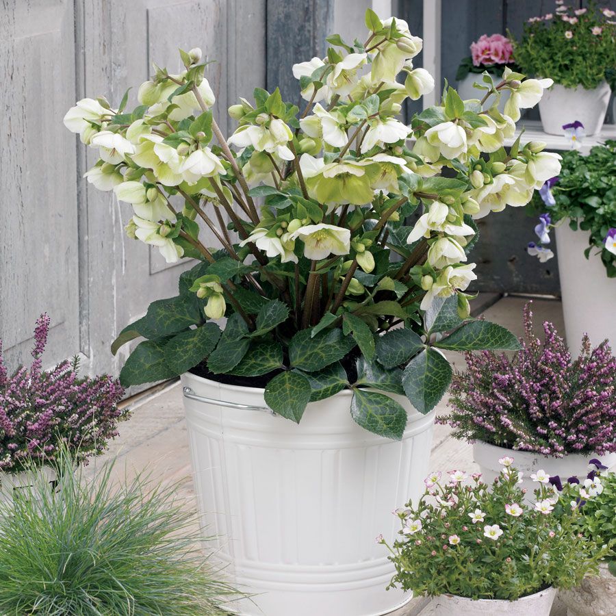 Helleborus Frostkiss&reg; Molly's White Hellebore Image