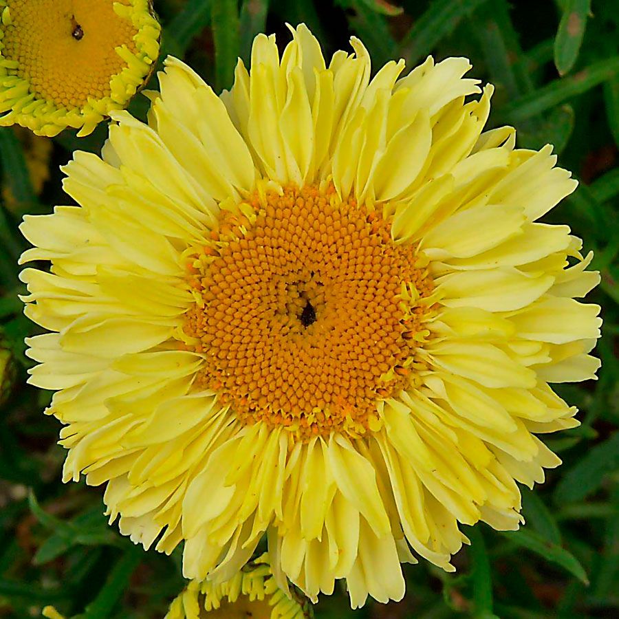 Leucanthemum Realflor&reg; 'Real Goldcup' Shasta Daisy Image
