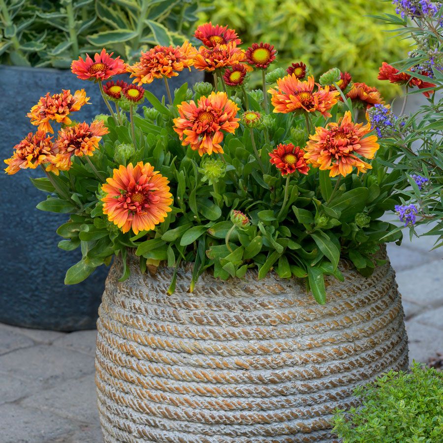 Gaillardia Realflor&reg; 'Sunset Orange Ruffles' Blanket Flower Image