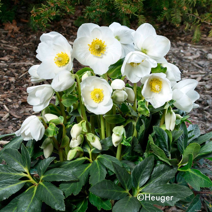 Helleborus HGC&reg; Jesko Hellebore Image