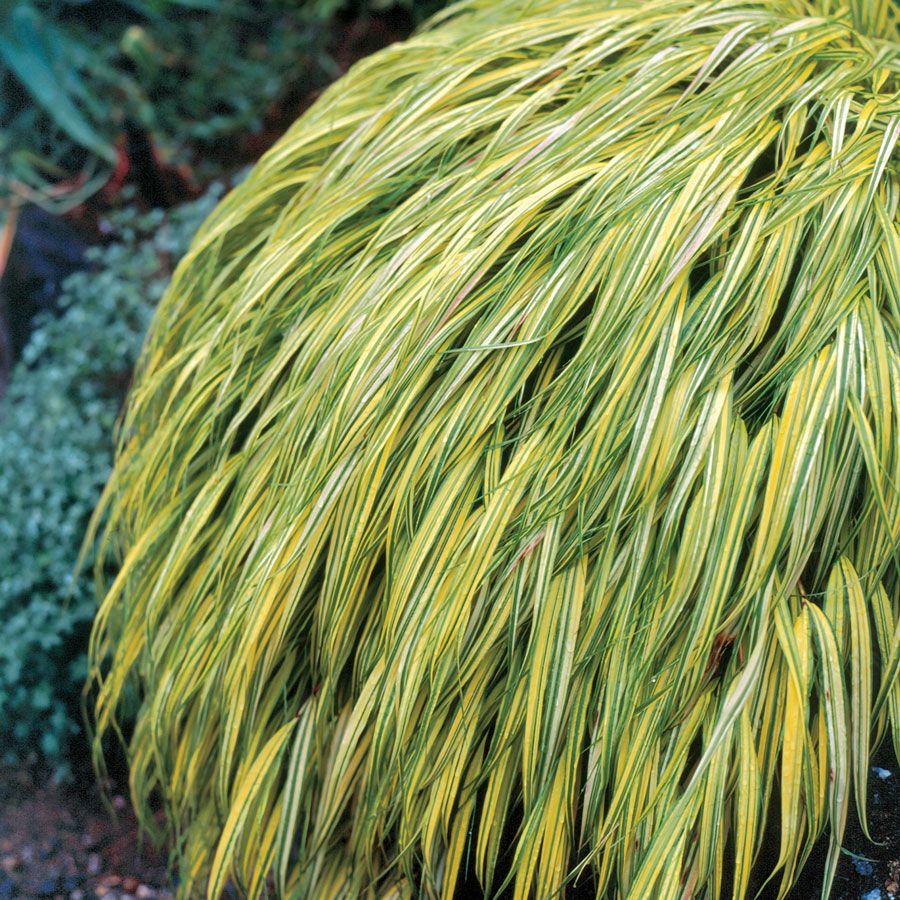 Hakonechloa 'Aureola' Hakone Grass Image
