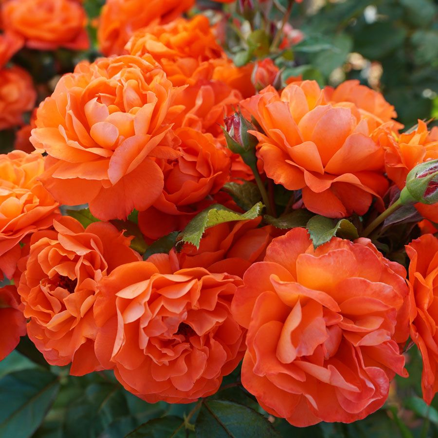 Mandarin Sunset Floribunda Rose Image