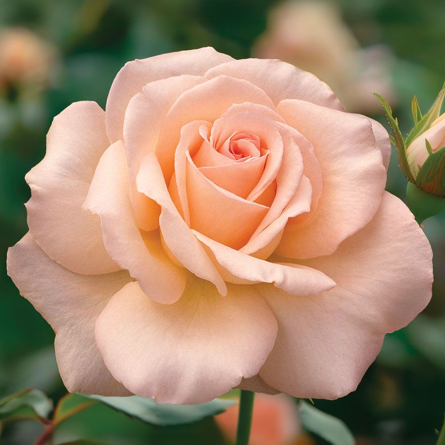 Small White Tea Roses White Delight Hybrid Tea Rose | Jackson & Perkins