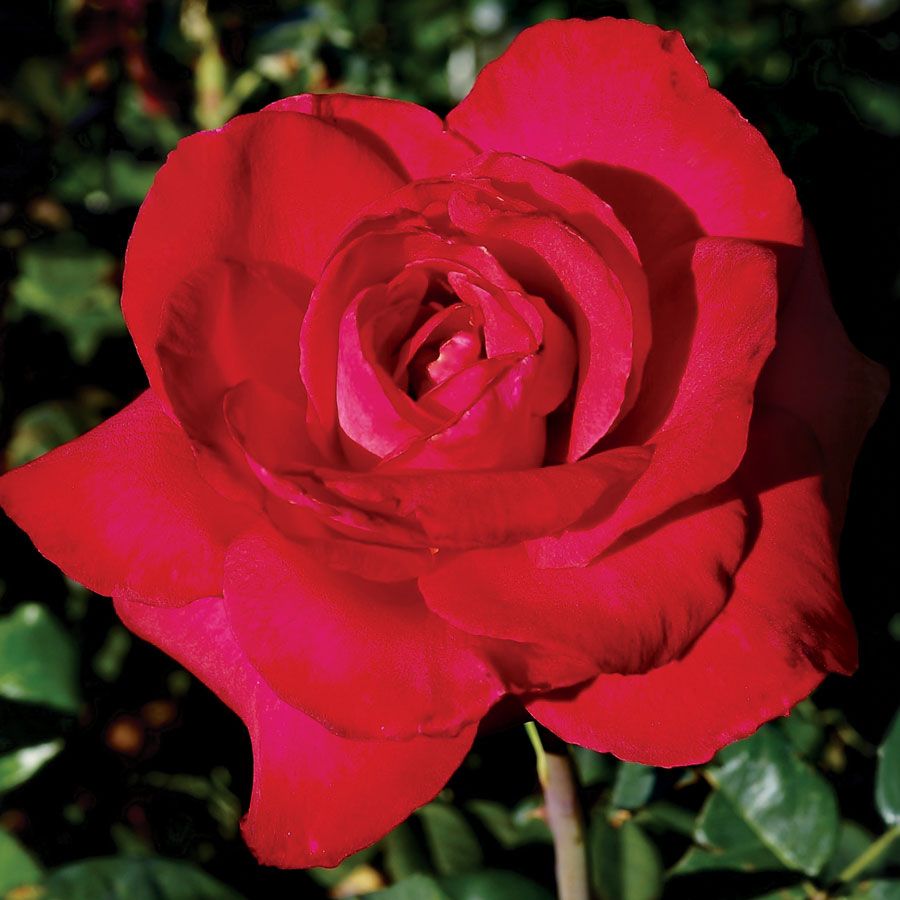 Red Masterpiece Hybrid Tea Rose Image