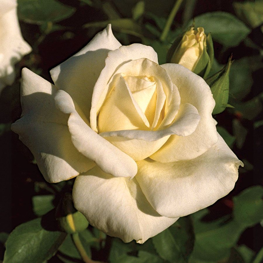 Evening Star Floribunda Rose Image