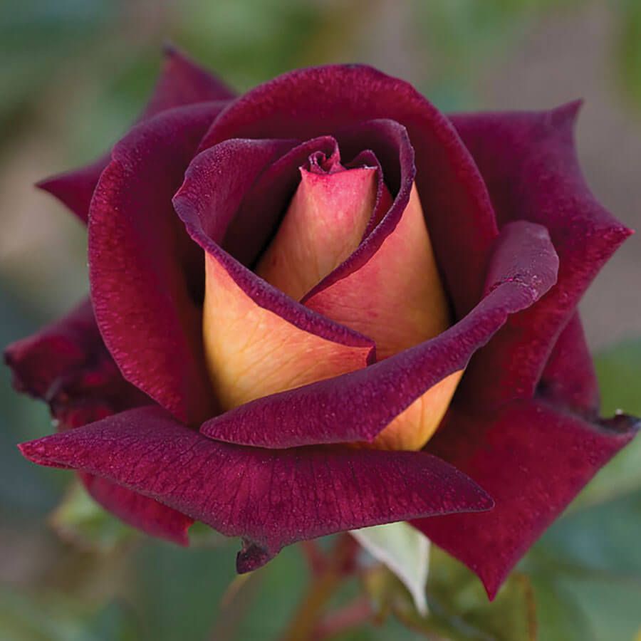 Dark Night&trade; Hybrid Tea Rose Image