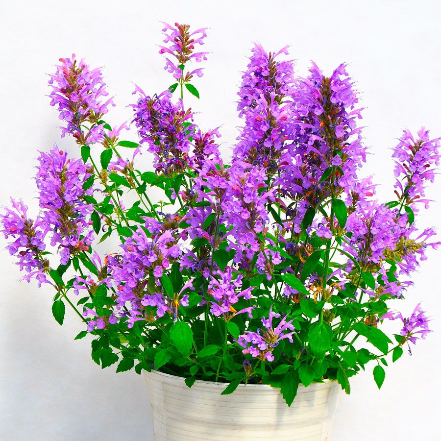 Agastache Sunrise&trade; Blue Hyssop Image
