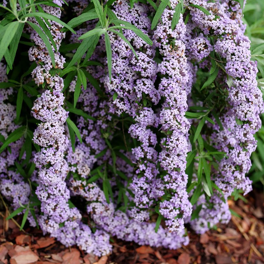 Buddleia Mop Top&trade; Butterfly Bush Image